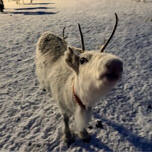 Meet your Posher, Holzmichael. 😵‍💫